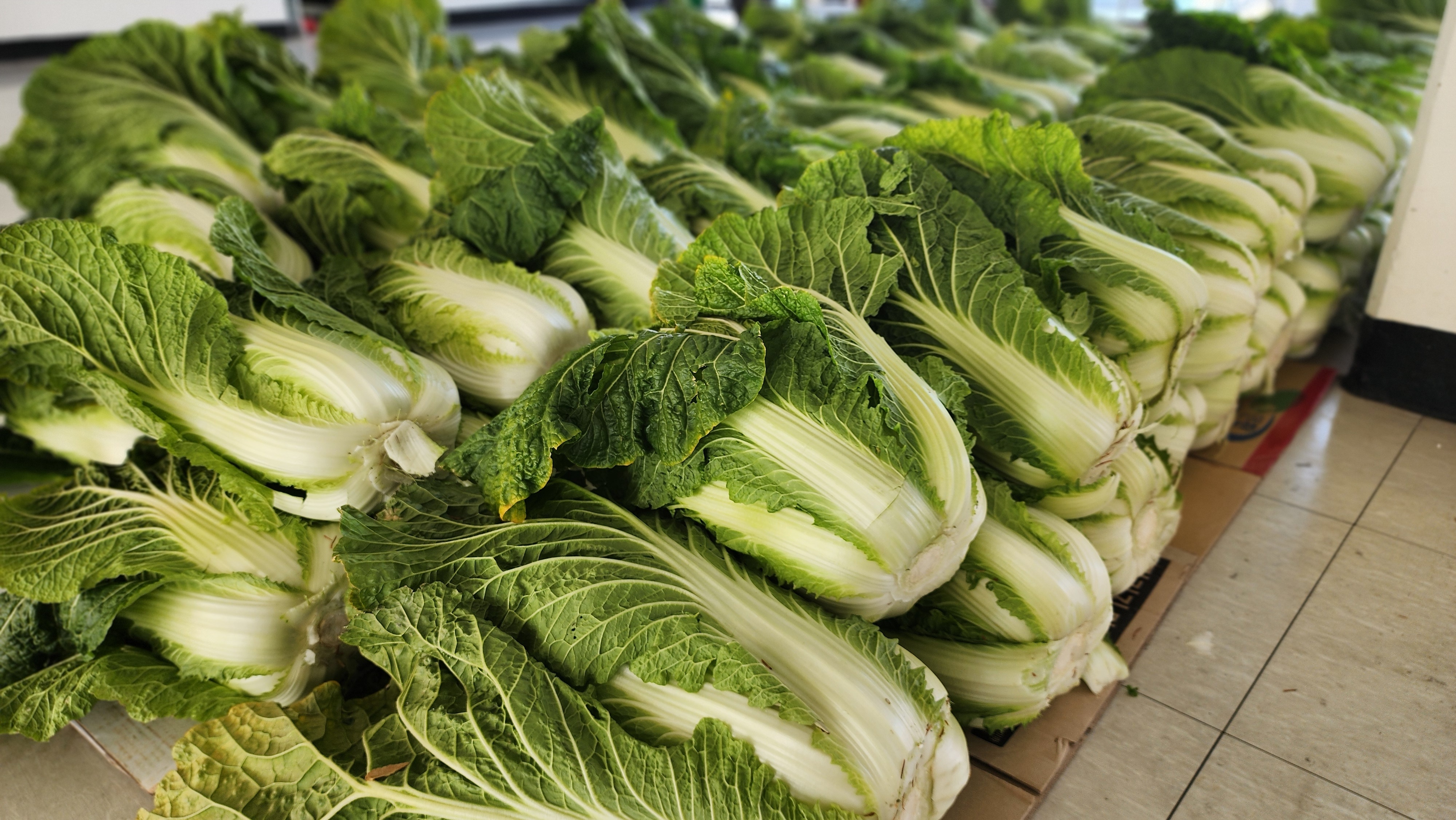 2025. 씨앗동무텃밭 일지(18)